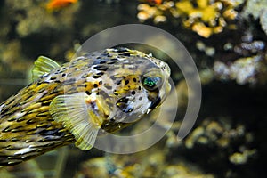 SpinyÂ balloonfish - Diodon holocanthus